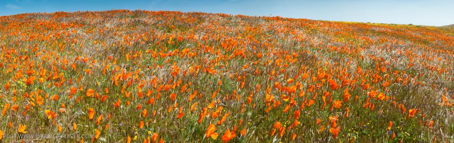 Antelope Valley Poppies