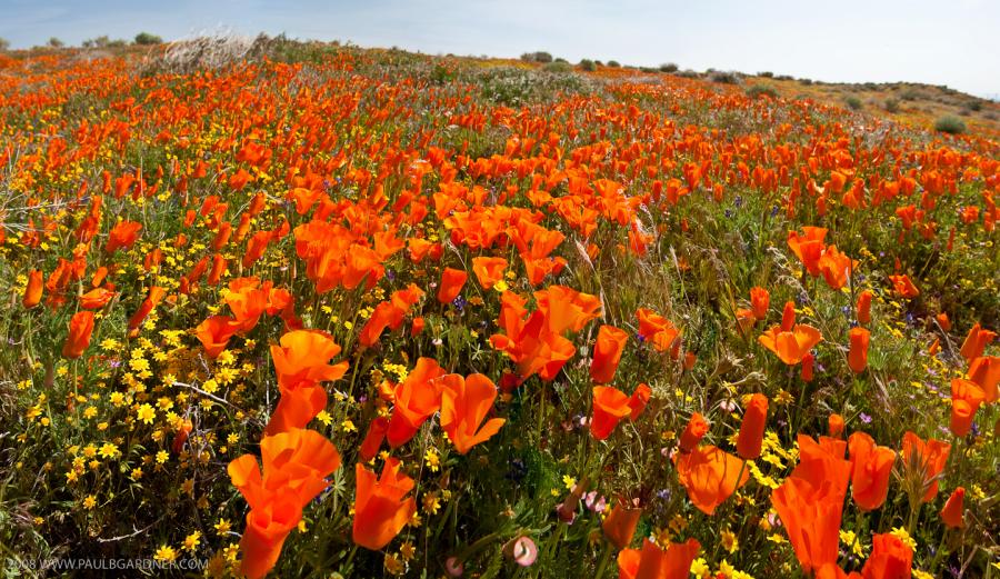 Antelope Valley Poppies