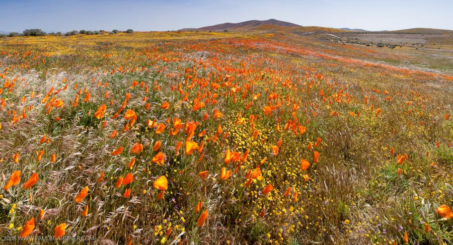 Antelope Valley Poppies
