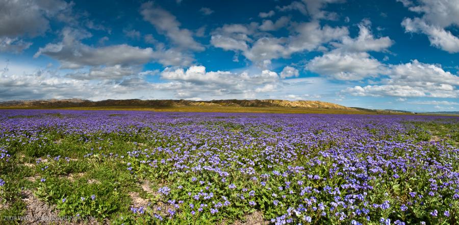 Carrizo Plains