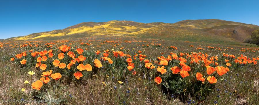 California Poppies