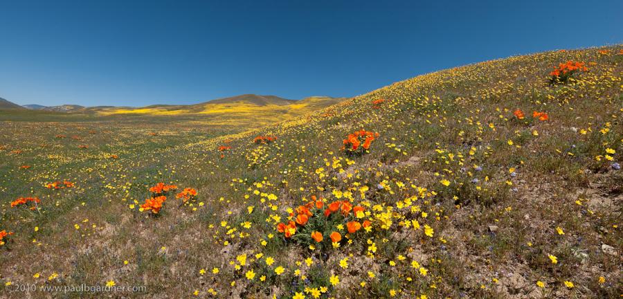 California Poppies