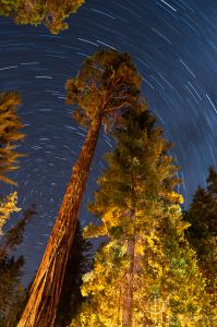 Redwoods and star trails / Nikon D3, 24mm, f/6.3, ISO400, 30 minutes